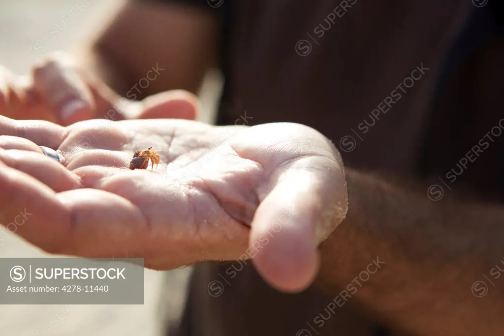 Hand Holding Baby Hermit Crab, Close-up view