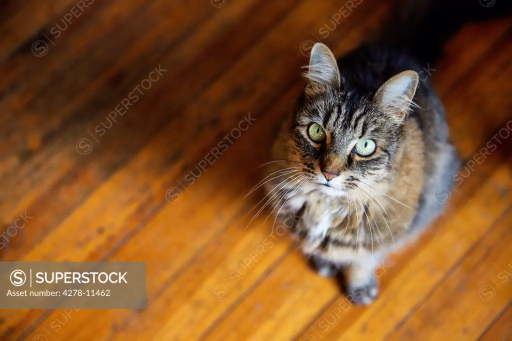 Cat Sitting on Wood Floor, High angle view