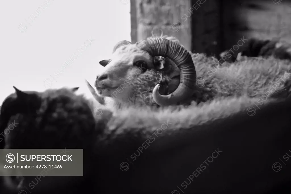 Ram in Barn