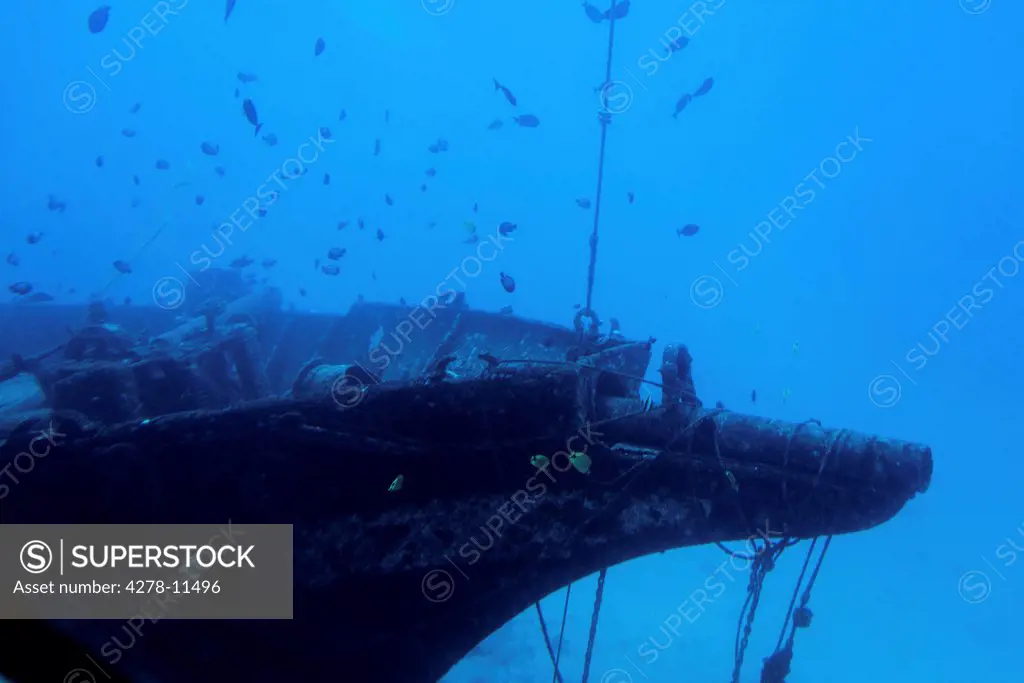 Fish Swimming by Shipwreck
