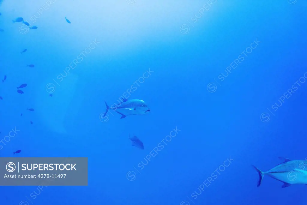 Tropical Fish Swimming Underwater