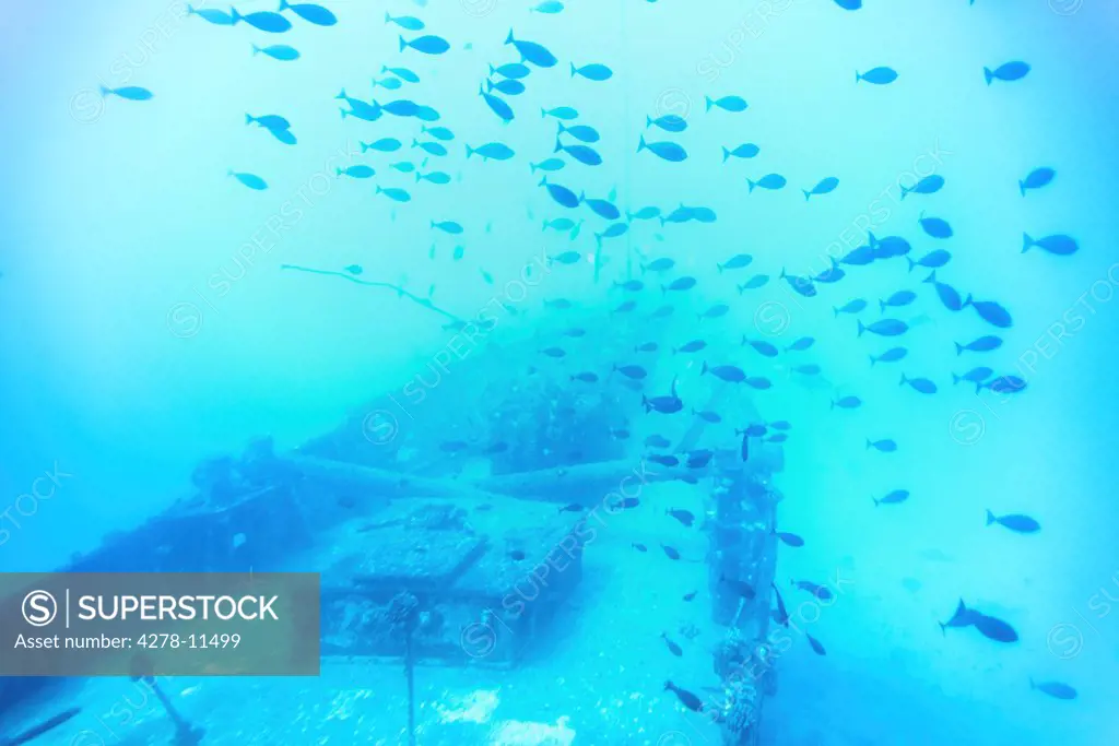 Fish Swimming by Shipwreck