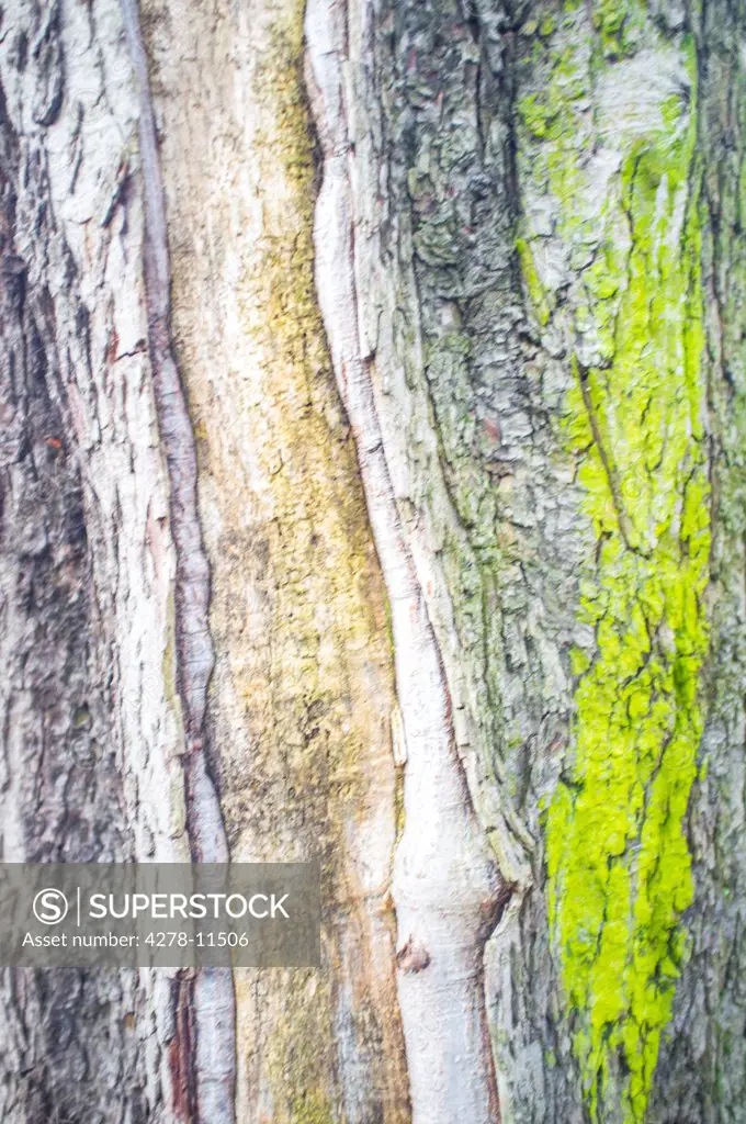 Tree Bark with Green Moss, Full Frame