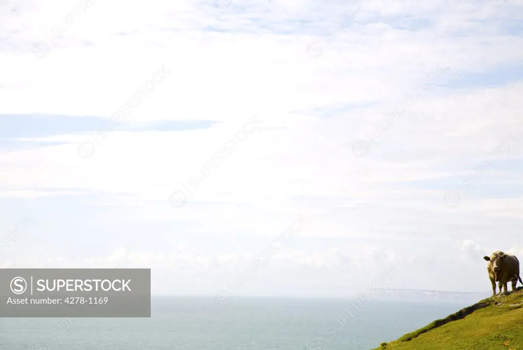 Cow grazing on a hill above ocean