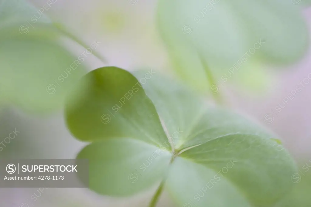 Close up of clovers
