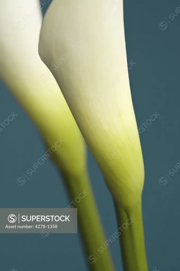 Arum lily         Zantedeschia aethiopica