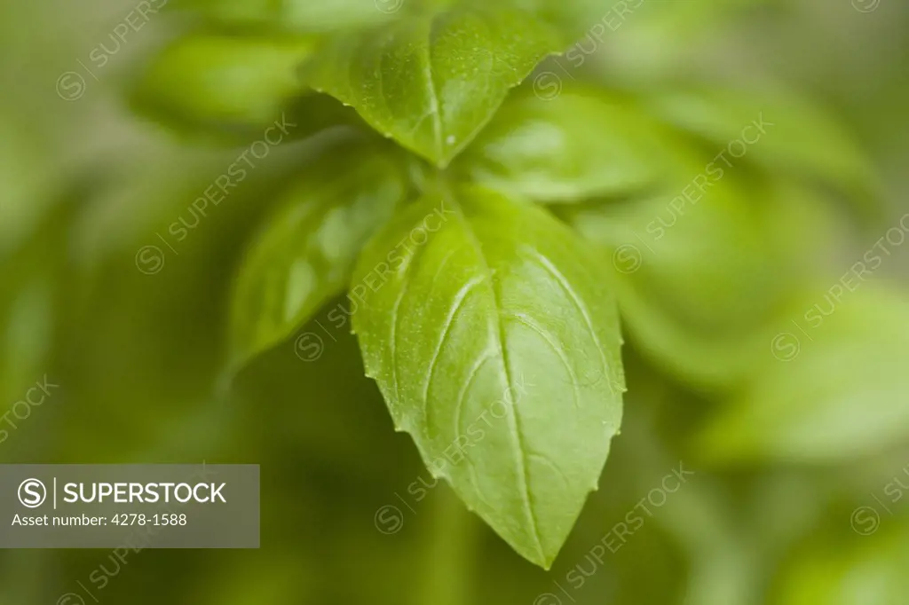 Extreme close up of basil leaves (Ocimum basilicum)