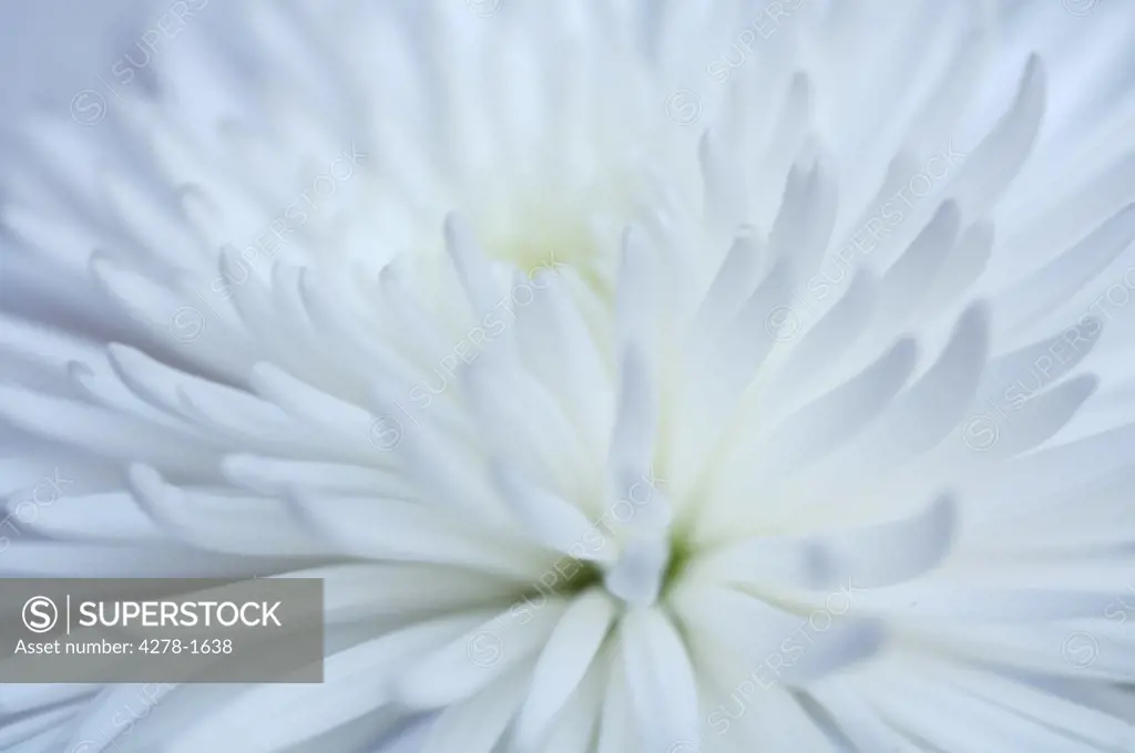 Extreme close up of a white  dahlia