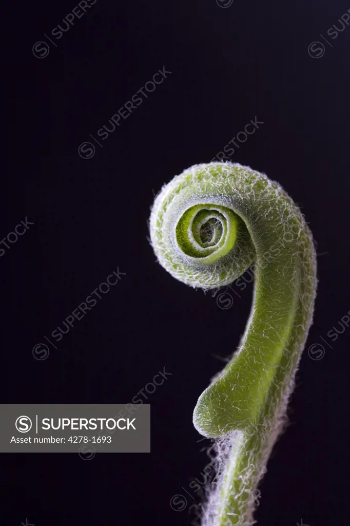 Hart's tongue fern Asplenium scolopendrium