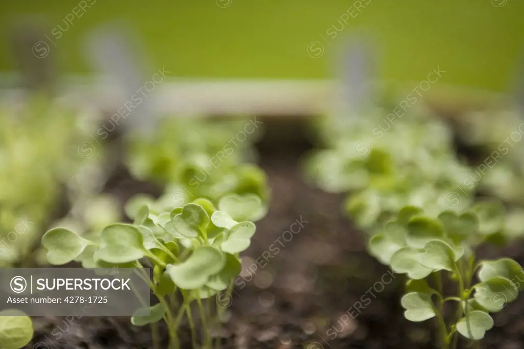 Spring seedling of organic herbs