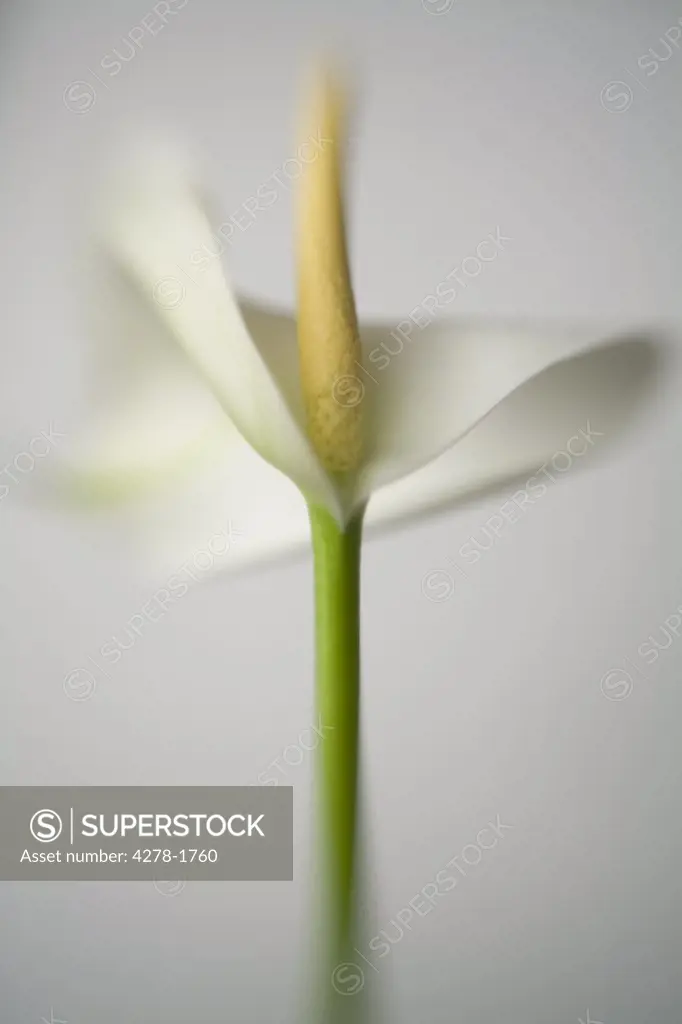 Arum lily         Zantedeschia aethiopica