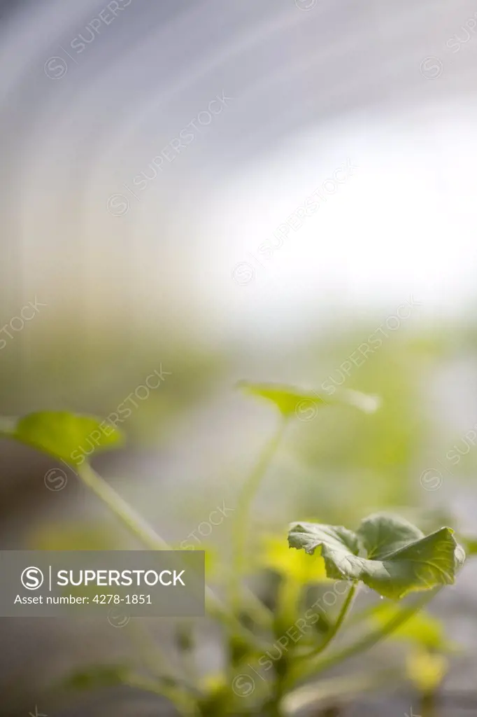 Extreme close up green seedling