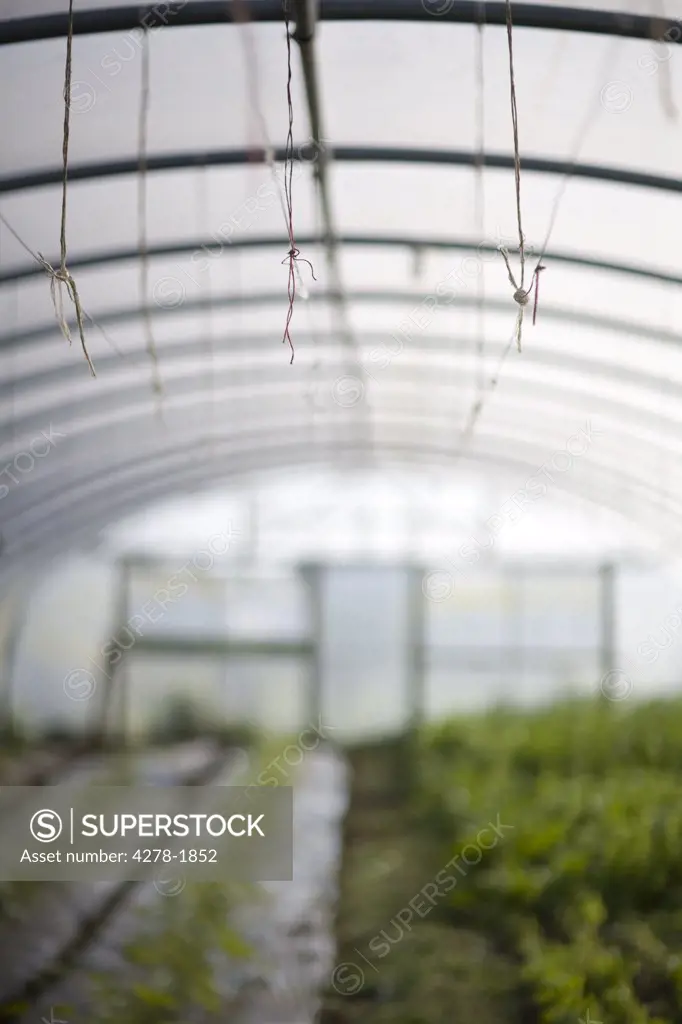 Plants seedlings in greenhouse