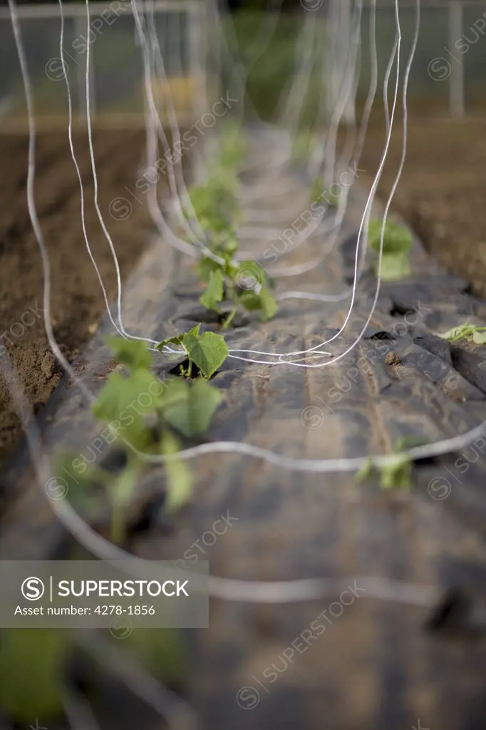 Plants seedlings with climbing strings