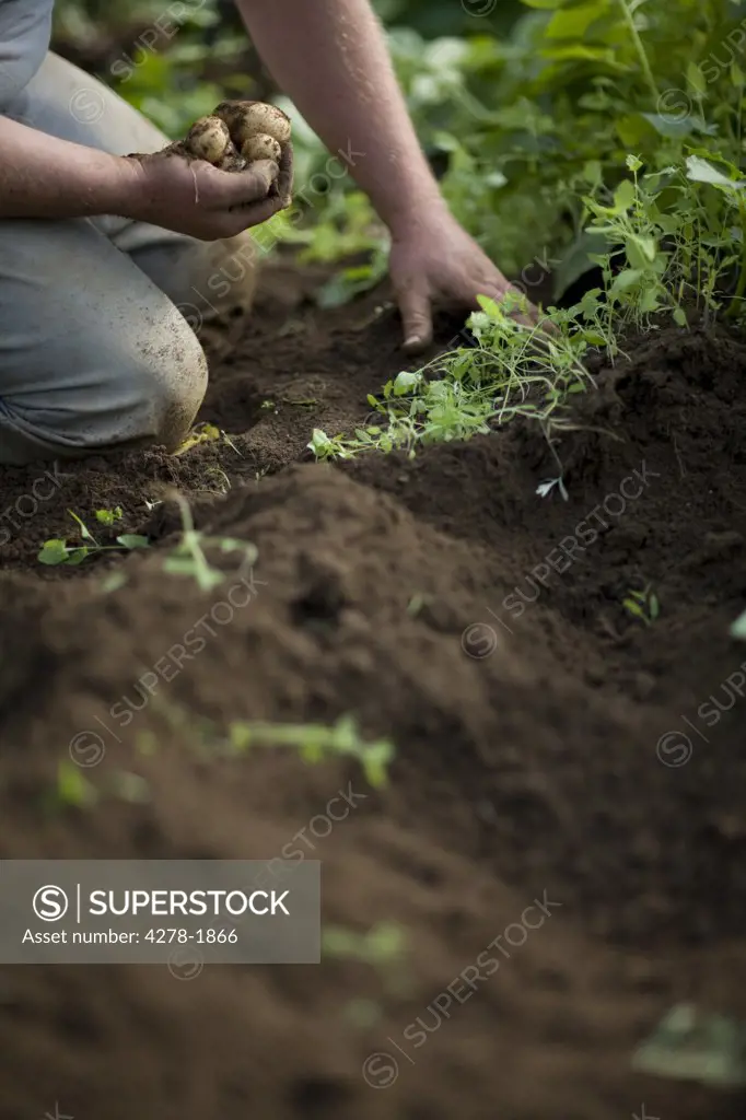 Close up of farmer's hands picking new potatoes