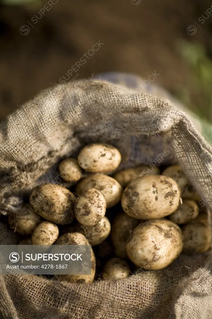 Close up of sac of new potatoes