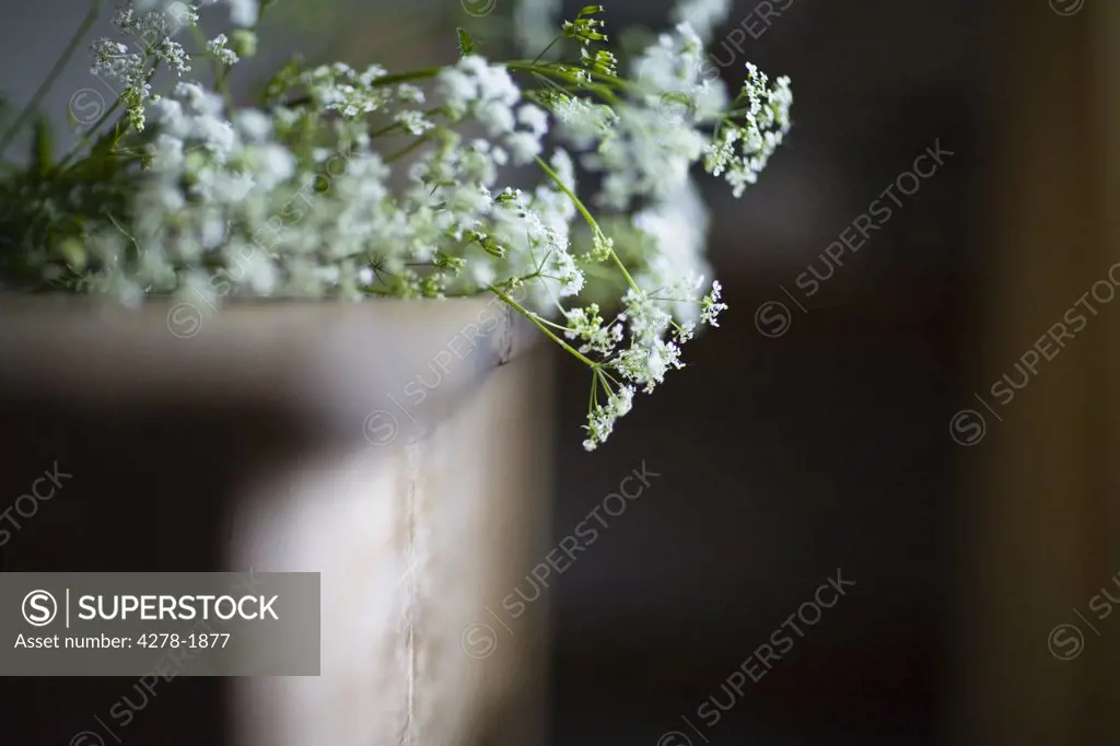 Cow parsley flowers  on rustic table