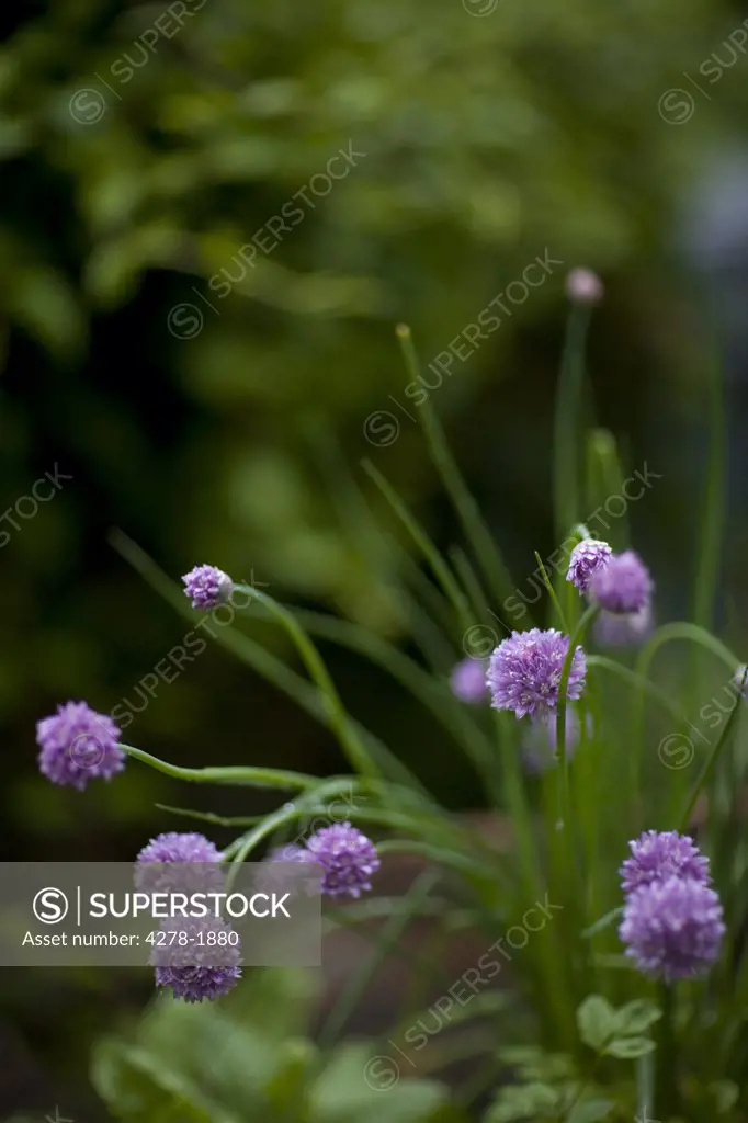 Light purple chives flowers