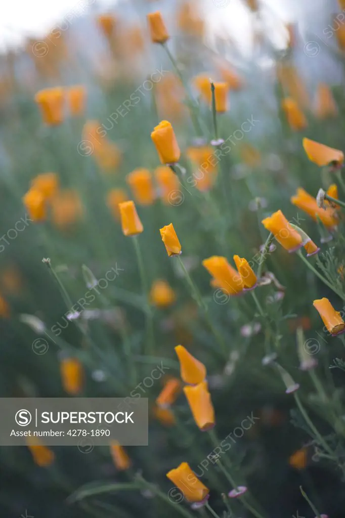 Californian poppy orange blossom