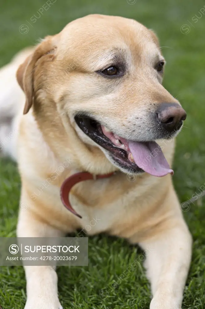 Labrador Dog Lying on Grass