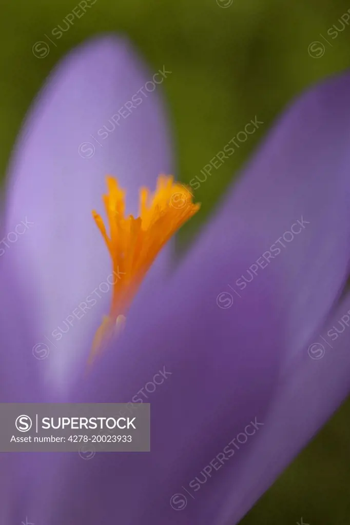 Purple Crocus Petals, Close-up View