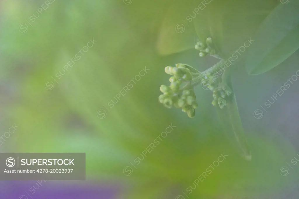 Green Flower Buds and Leaves, Extreme Close-up View
