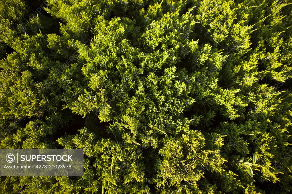 Leyland Cypress Foliage, Full Frame