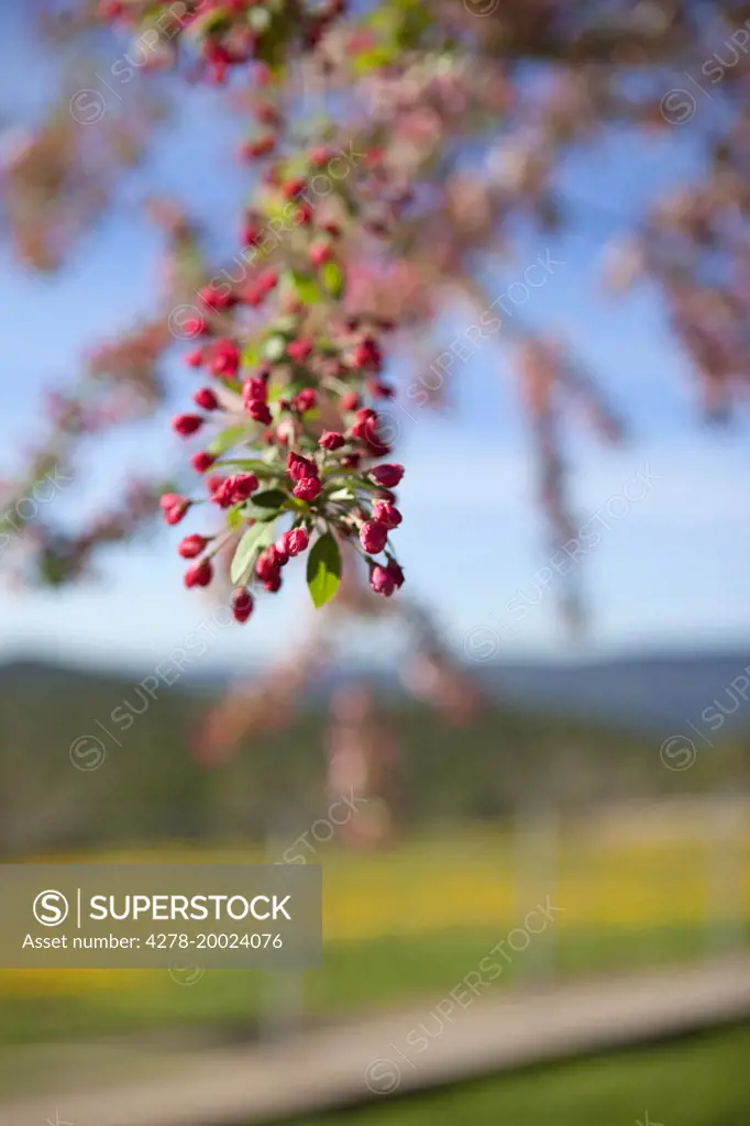 Red Buds Flowers on Tree Branch