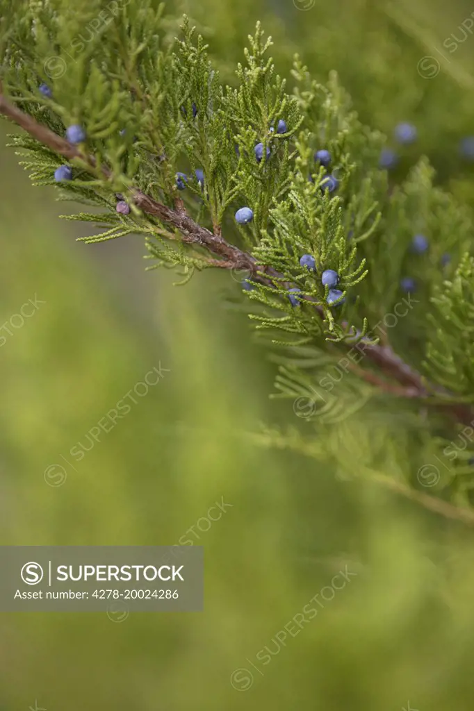 Conifer Tree Branch with Berries