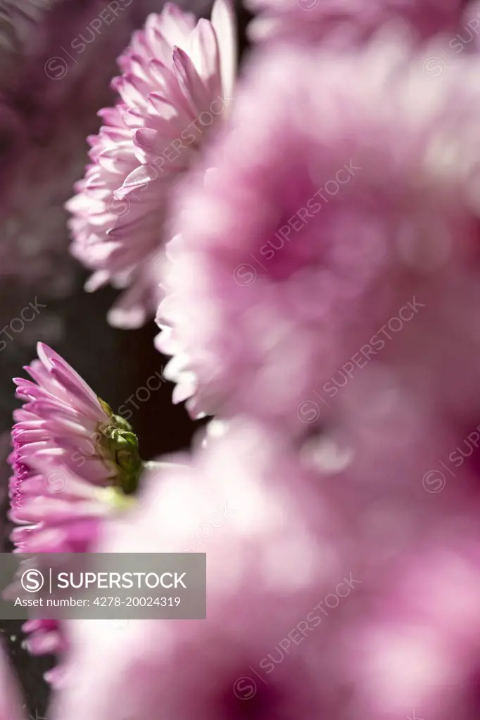 Pink Flowers, Close-up View