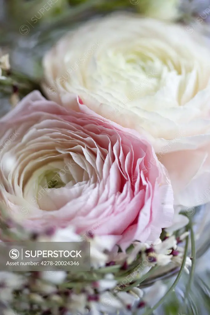 White and Pink Persian Buttercup Flowers