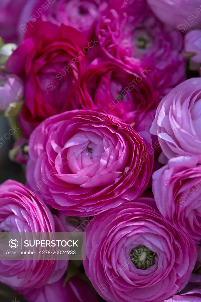 Bright Pink Persian Buttercup Flowers, Full Frame