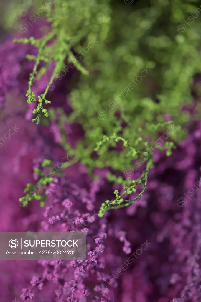 Pink and Green Flower Buds, Full Frame