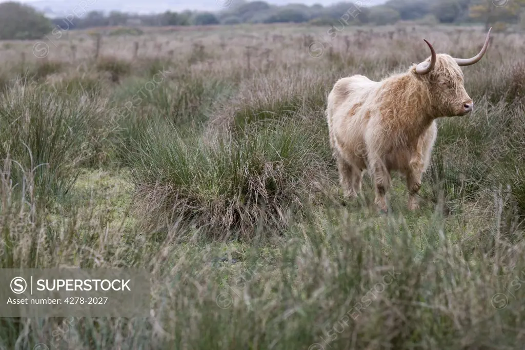Hairy bull with horns standing on field of wild grass