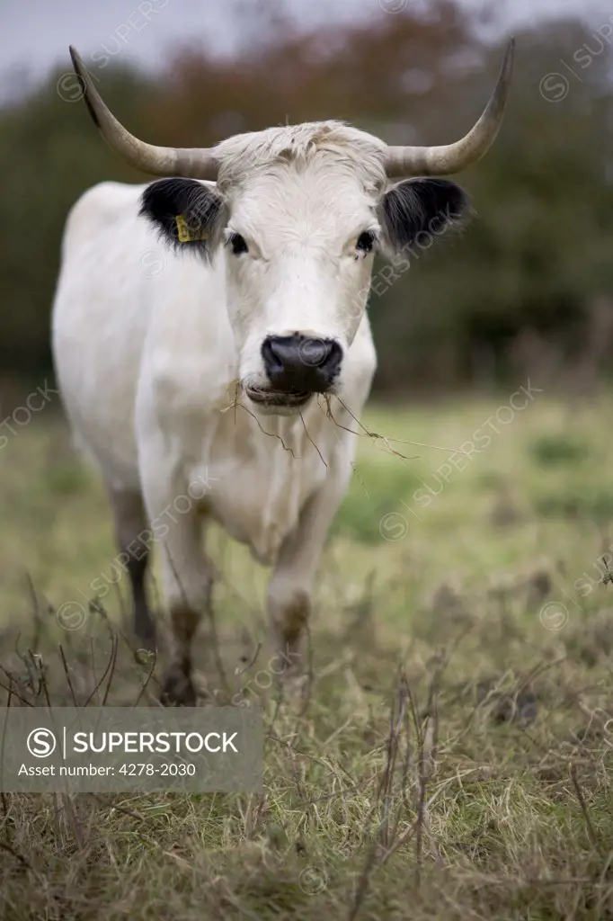 Black and white bull standing on field