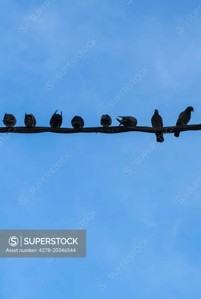 Pigeons Lined up on a  Wire against Blue Sky