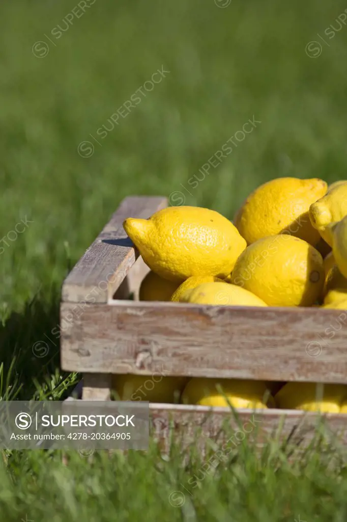 Crate of Lemons on Grass