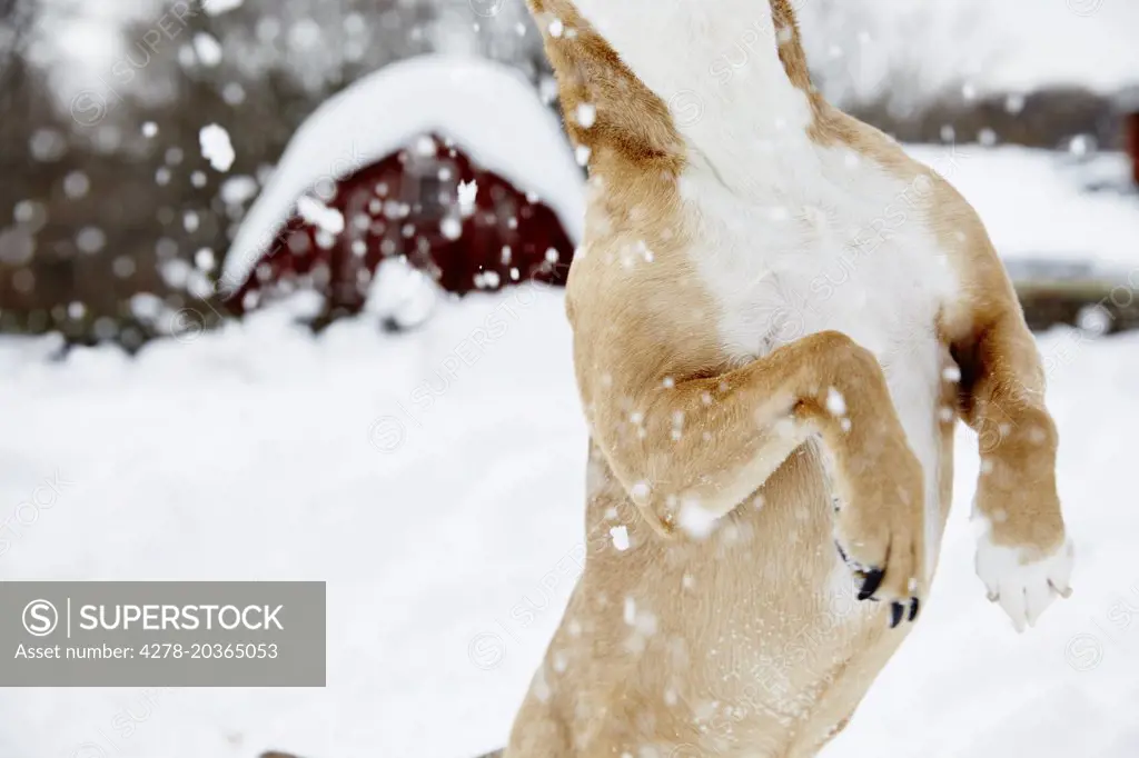 Dog Jumping in Snow, Mid section, Close-up View