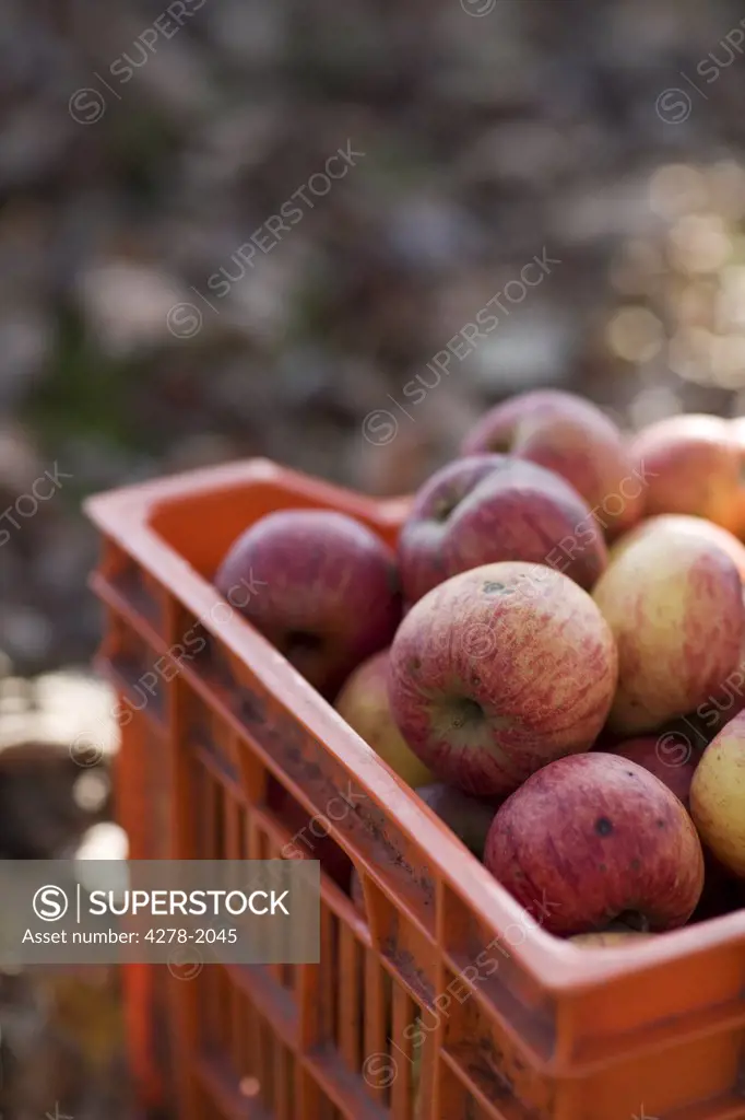 Close up of a crate of apples on ground