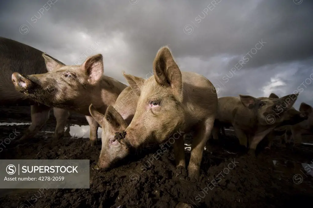 Pigs wallowing in filth