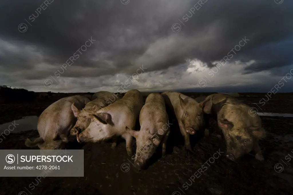 Pigs wallowing in filth