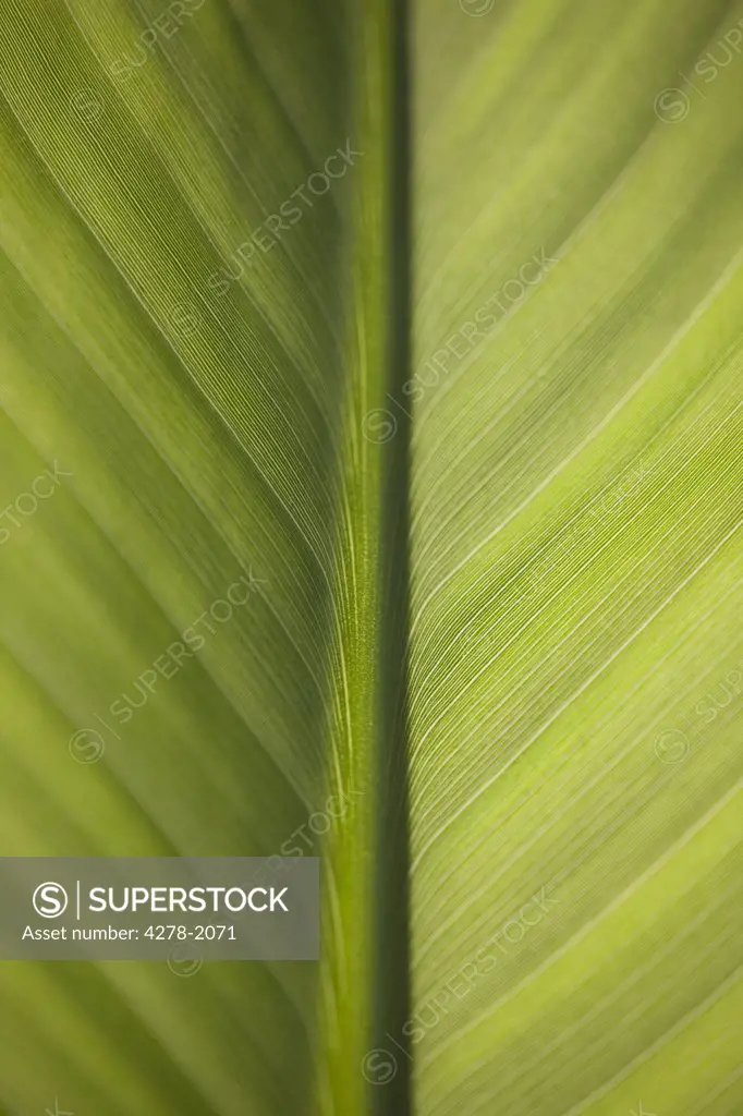 Extreme close up of banana leaf (genus Musa)