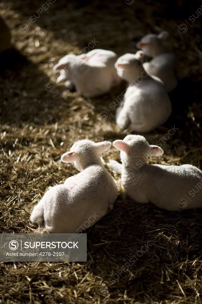 Lambs lying on straw
