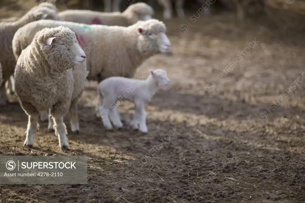Portrait of sheep and lamb
