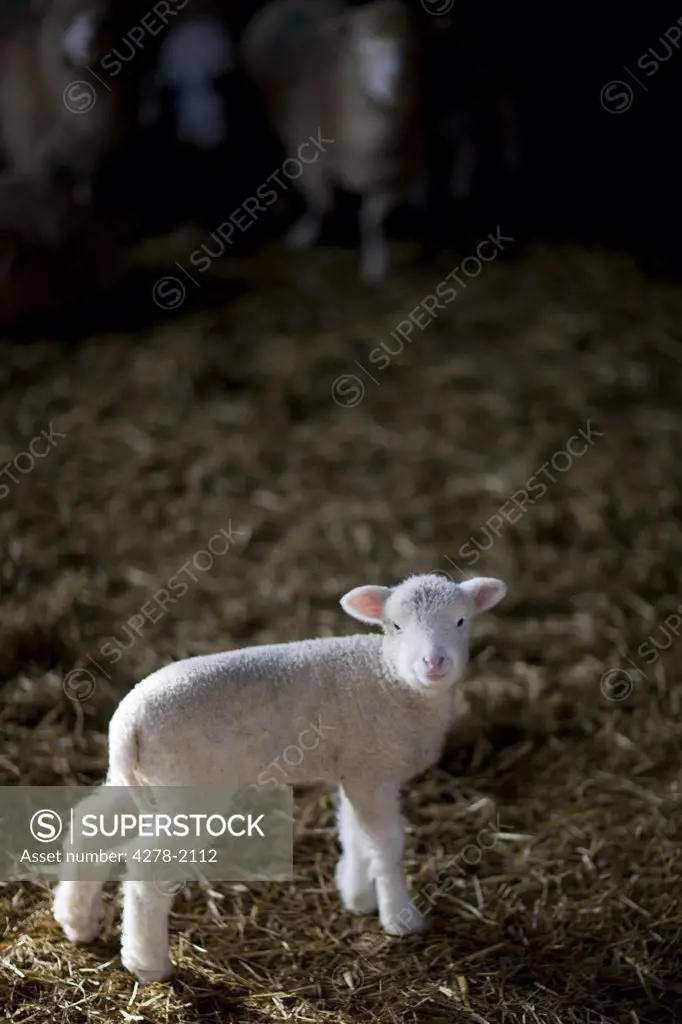Portrait of lamb