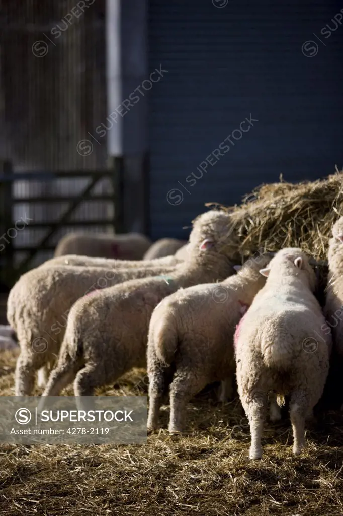 Sheep feeding on straw