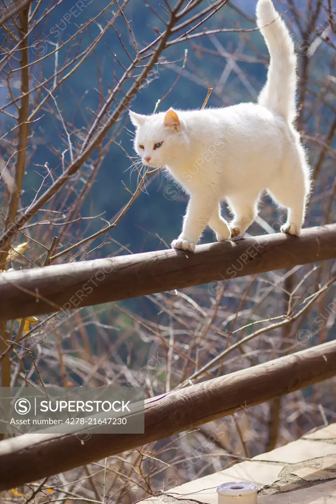 White Cat Walking on Wooden Fence