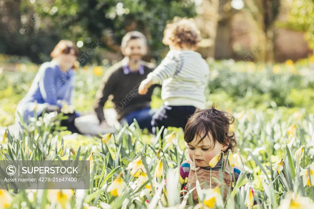 Baby Girl Sitting in Daffodil Field