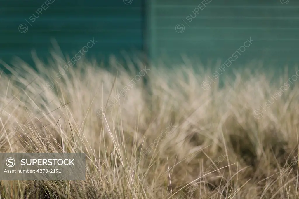 Close up of wild grass with green fence in background