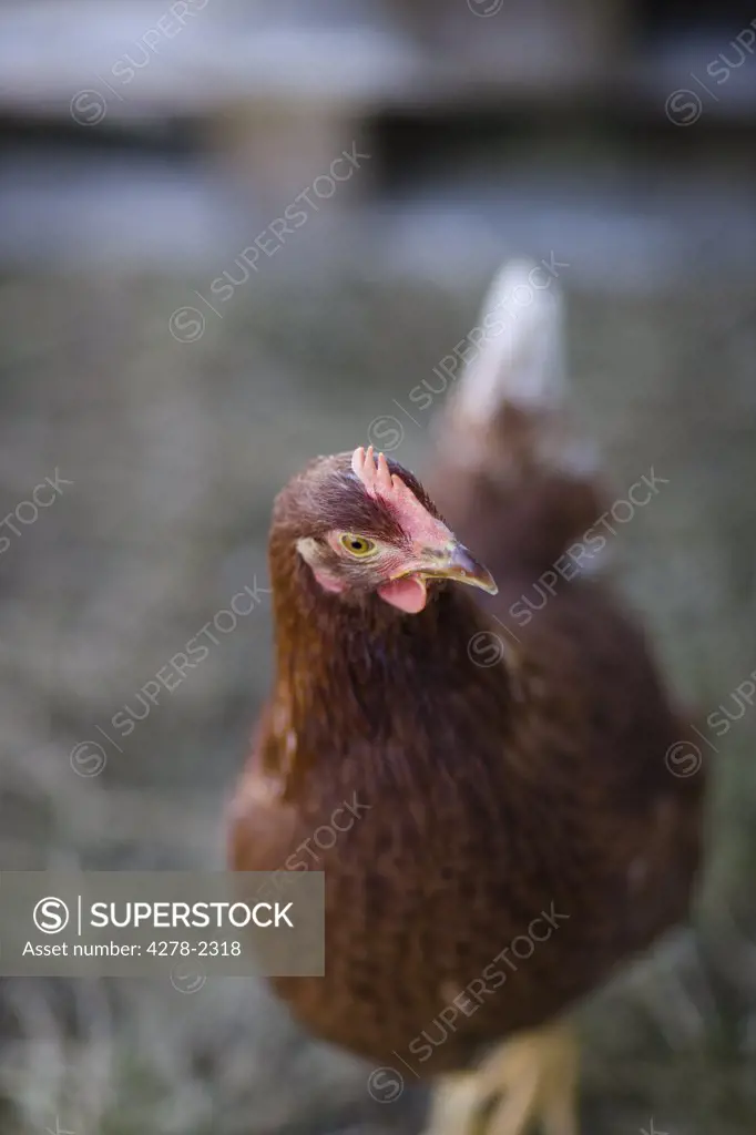 Chickens strutting and clucking